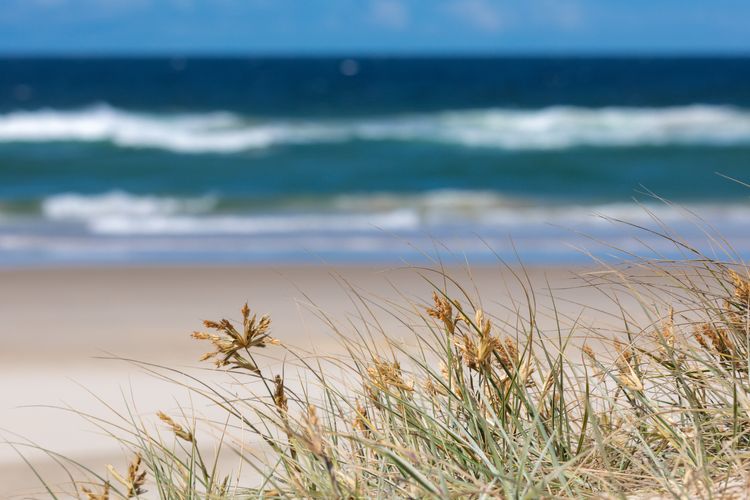 Coastal Paws – Pet friendly, family beach house in Pottsville