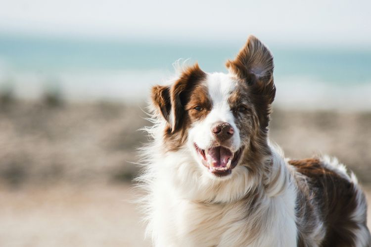 Salt Beach Escape – Views, Pool & Pet-Friendly
