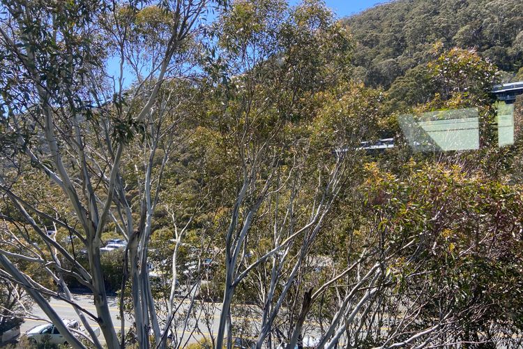 Three Bears 3 – Thredbo