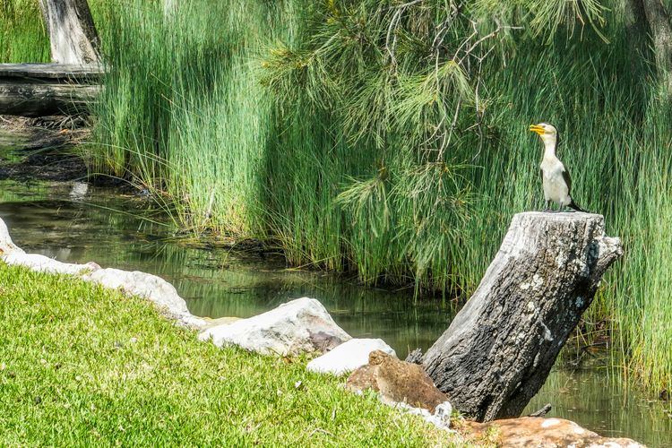 CABIN 60 – Lake Conjola