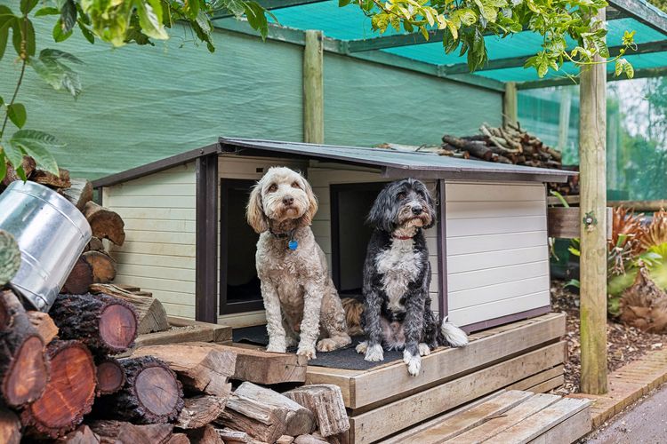 Dogs Kennels & Firewood Supply 