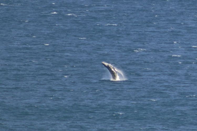 Bennett’s Beach House