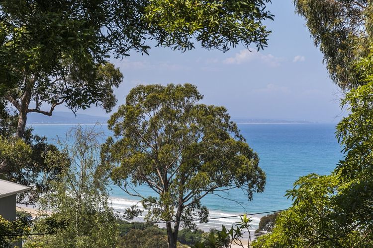 Bowerbird At Lorne