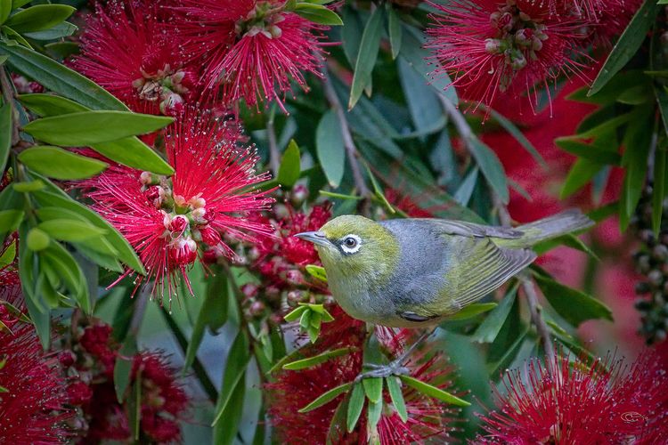 Ocean Magic – Where The Bush Greets The Sea