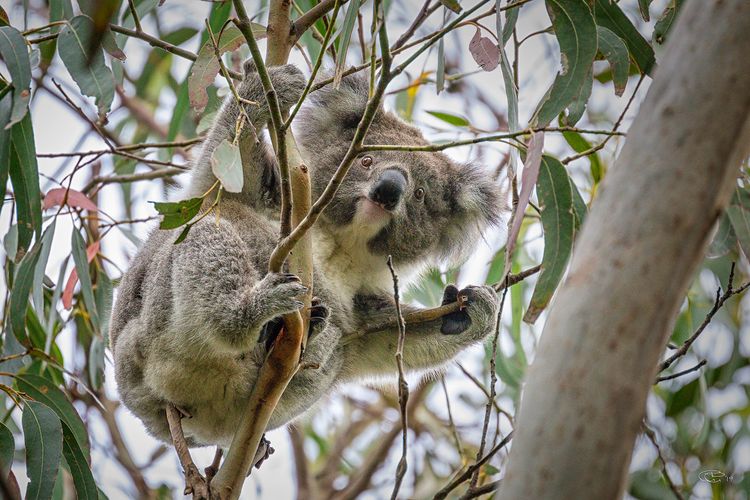 Ocean Magic – Where The Bush Greets The Sea