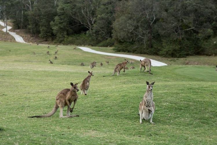 Anglesea River Apartment 22