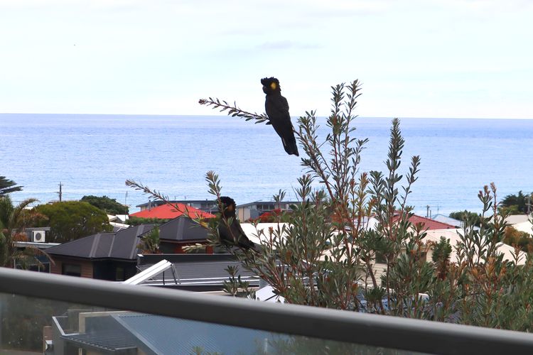 The Lookout 3BR w/Ocean views