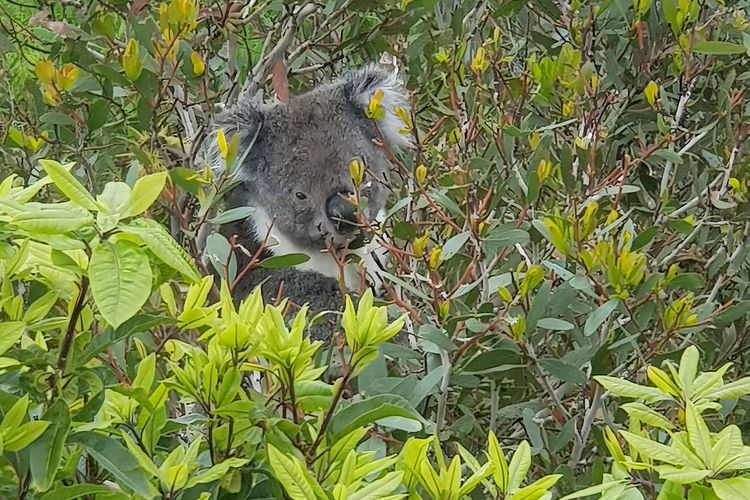The Lookout 3BR w/Ocean views