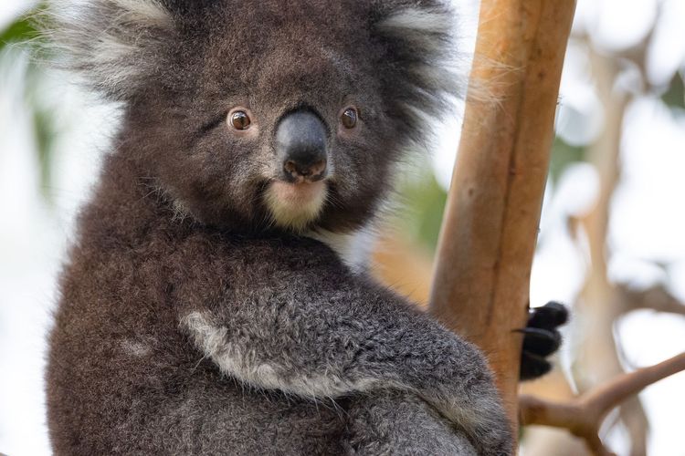 Treetops Terrace 10 @ C-Air