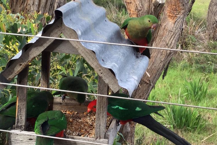 Treetops Terrace 10 @ C-Air