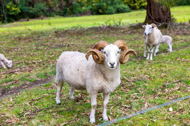 Runnymede Farm
