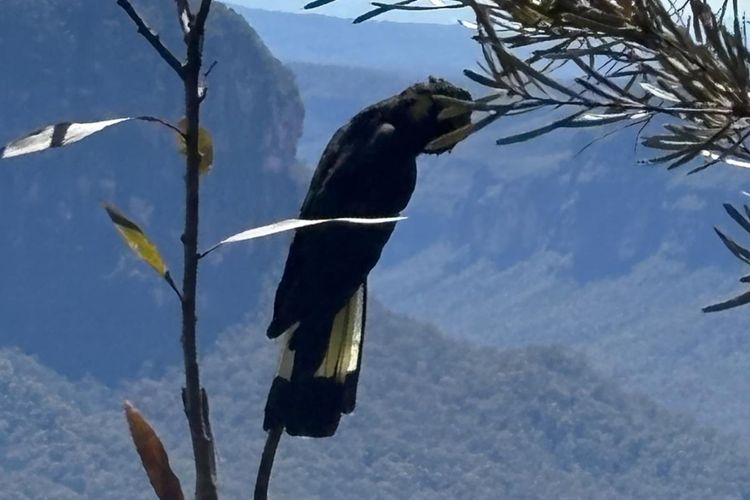 The Lodge Blackheath