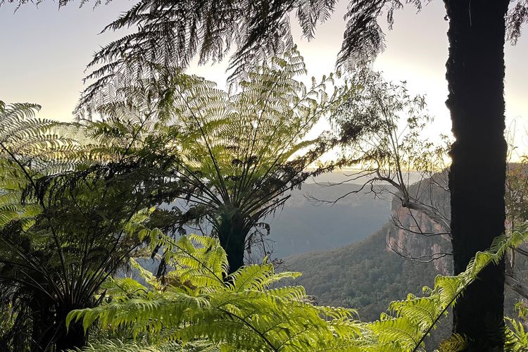 The Lodge Blackheath