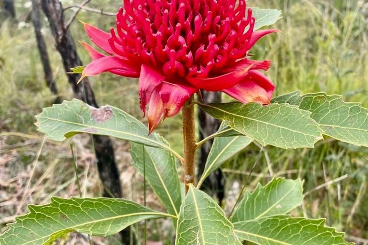 The Lodge Blackheath