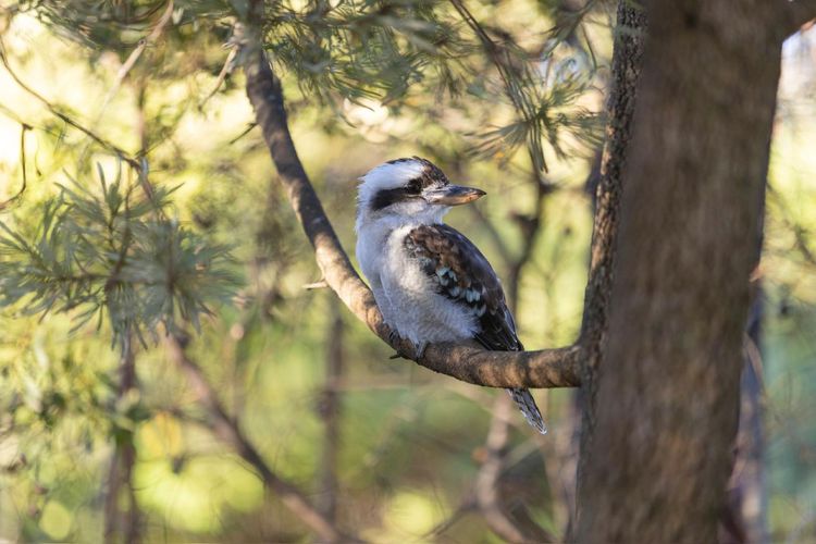 The Lodge Blackheath