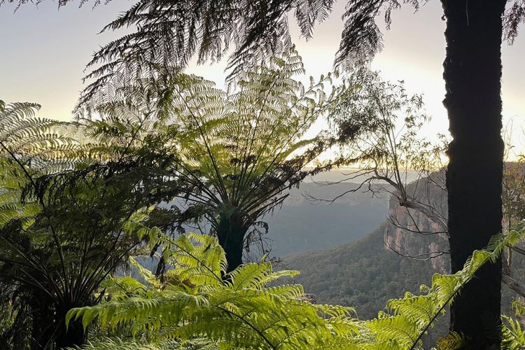 The Lodge Blackheath