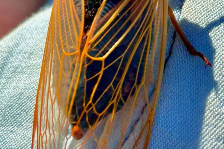 The Lodge Blackheath