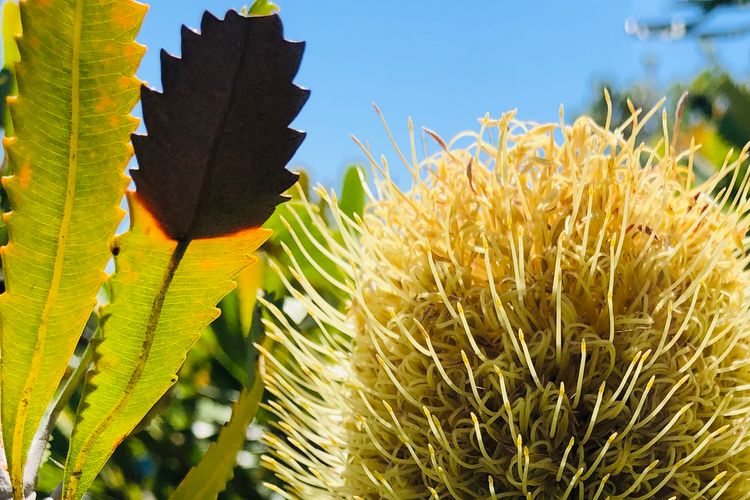 Beachfront Holiday Home in Silverleaves