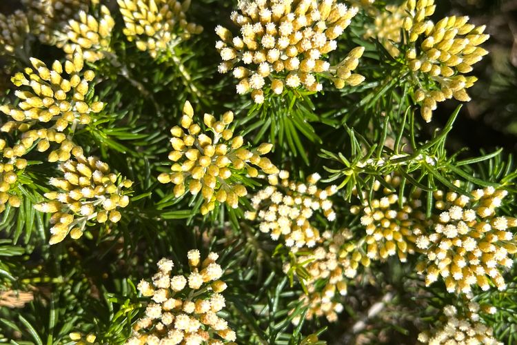 Beachfront Holiday Home in Silverleaves