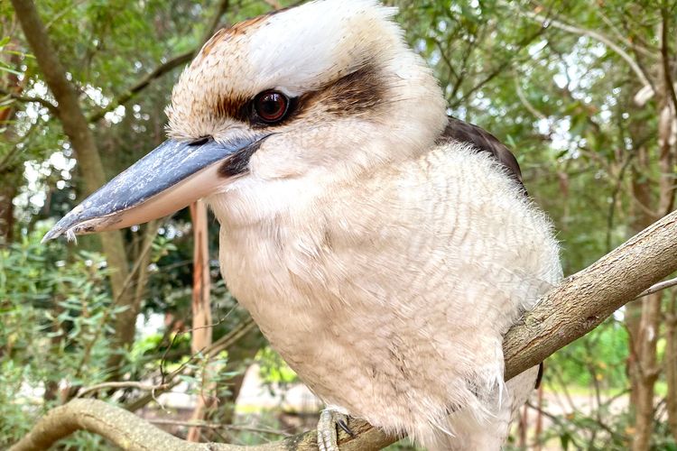 Beachfront Holiday Home in Silverleaves