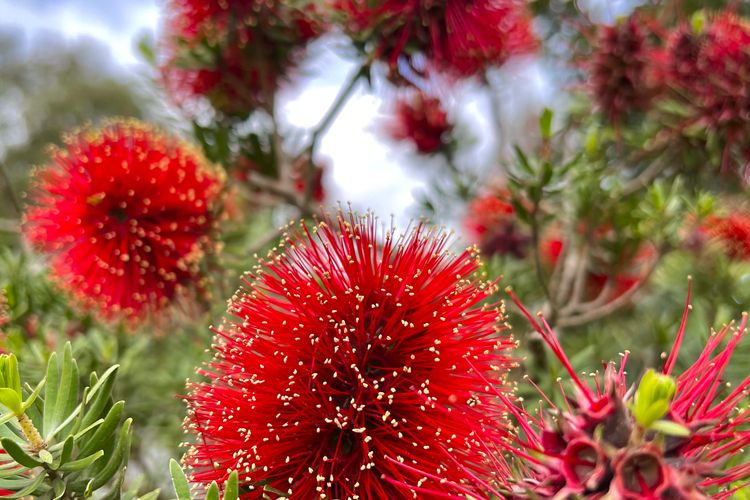 Beachfront Holiday Home in Silverleaves