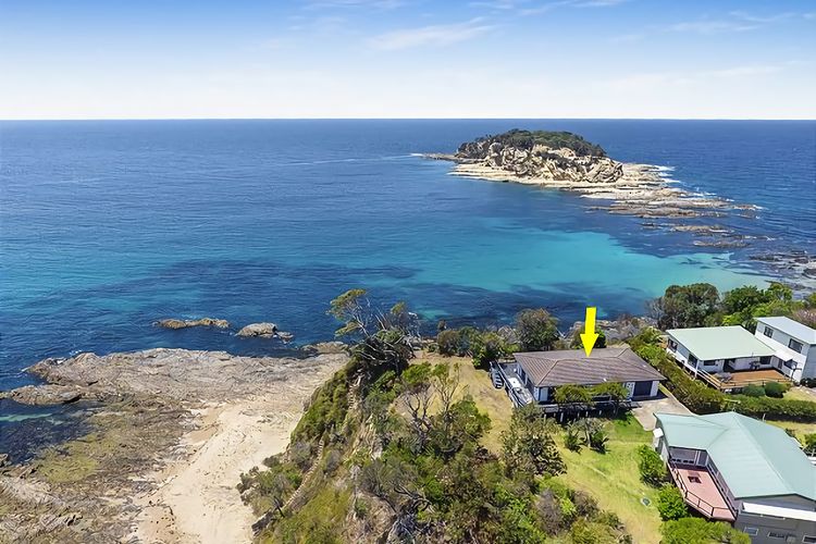 King of the World Rosedale