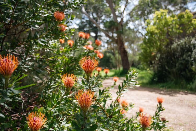 Beachcomber Shoreham