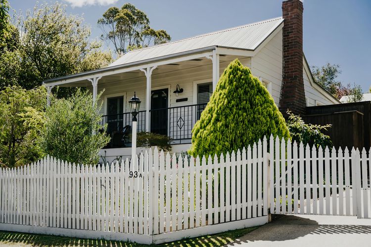 Candlebark
