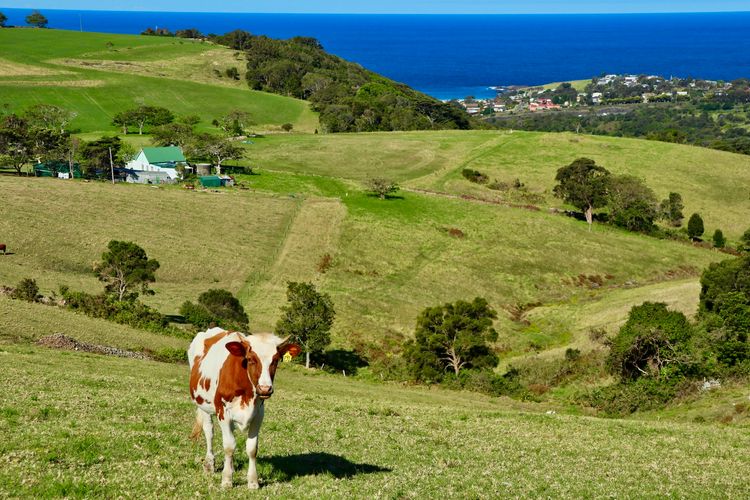 Saddleback Grove, Kiama