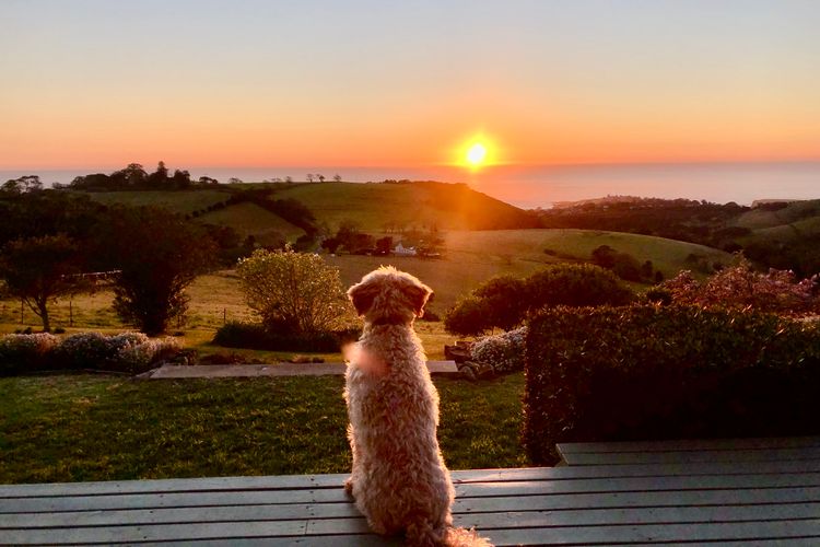 Saddleback Grove, Kiama