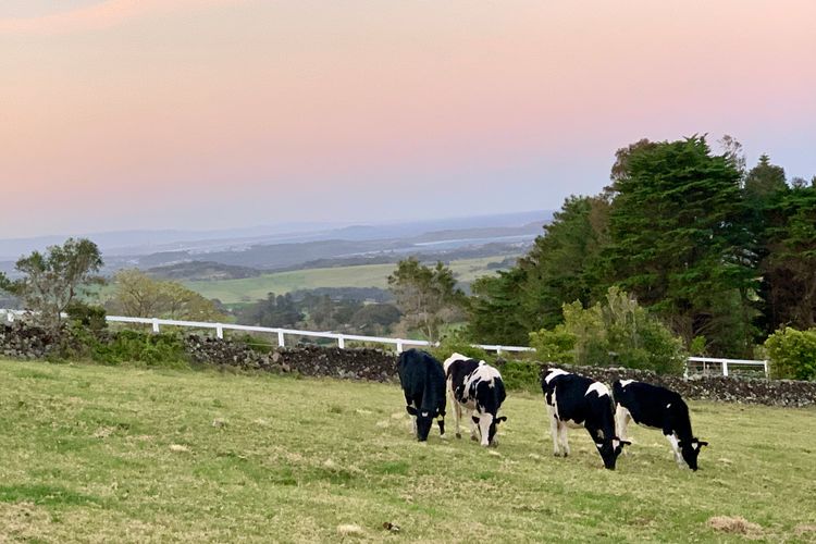 Saddleback Grove, Kiama