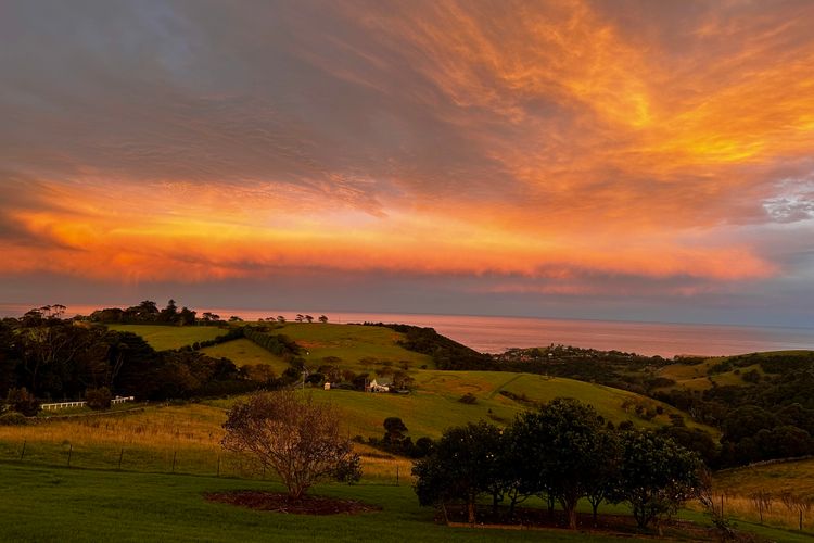 Saddleback Grove, Kiama