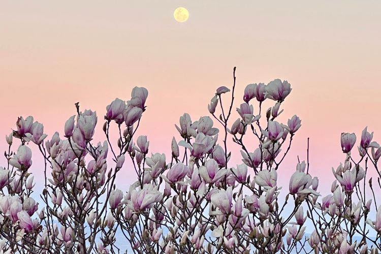 Saddleback Grove, Kiama