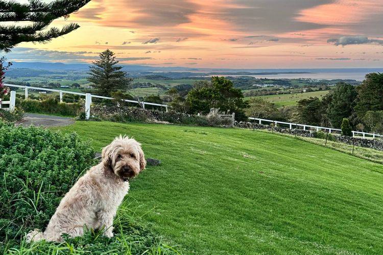 Saddleback Grove, Kiama