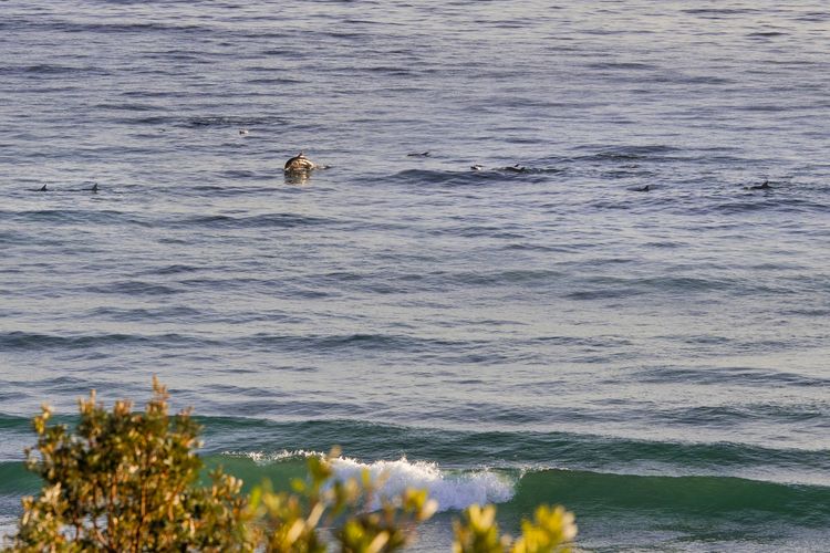 The Cape, Culburra Beach