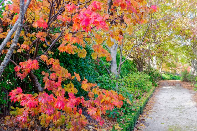 The Tor, Southern Highlands