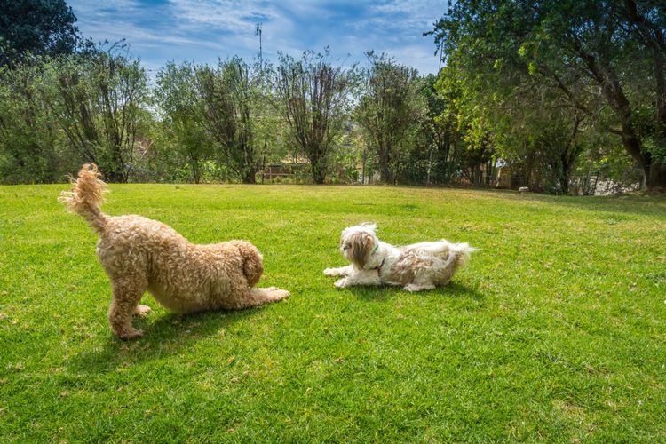 The Werri Shack, Gerringong