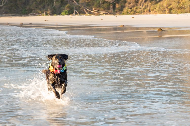 Treetops in Vincentia