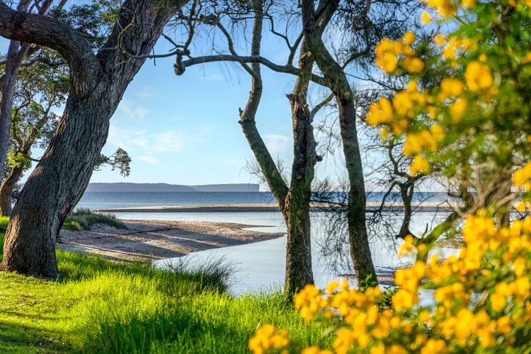 Sandalwood at Huskisson