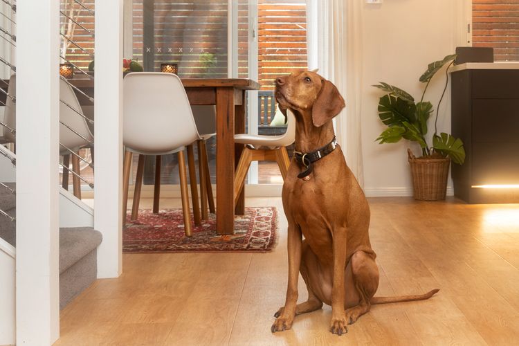 Birdsong at Hyams Beach