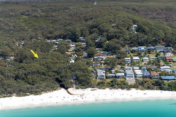 Black Wattle at Hyams Beach