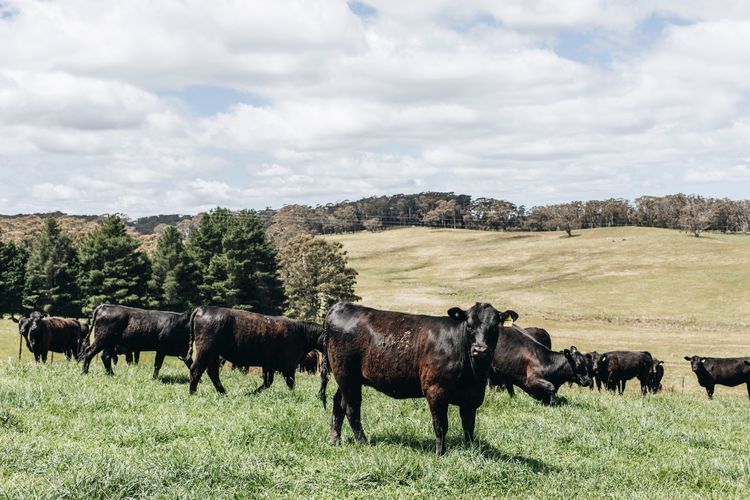 Daisy Hill, Southern Highlands