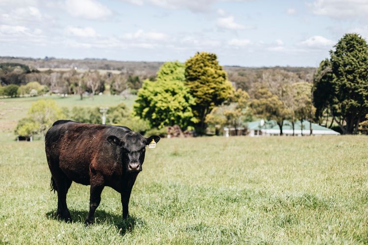 Daisy Hill, Southern Highlands
