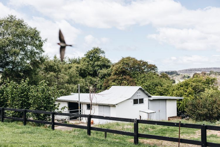 Daisy Hill, Southern Highlands