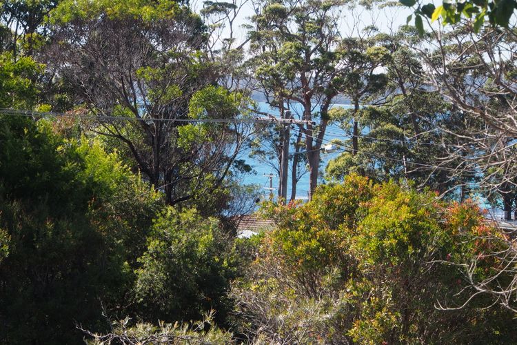 Tiptoe, Hyams Beach