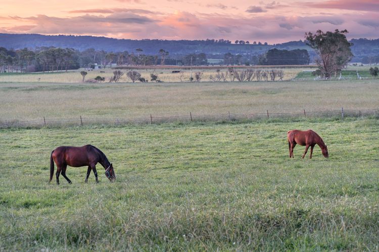 Iona Park, Moss Vale