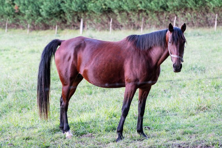 Iona Park, Moss Vale