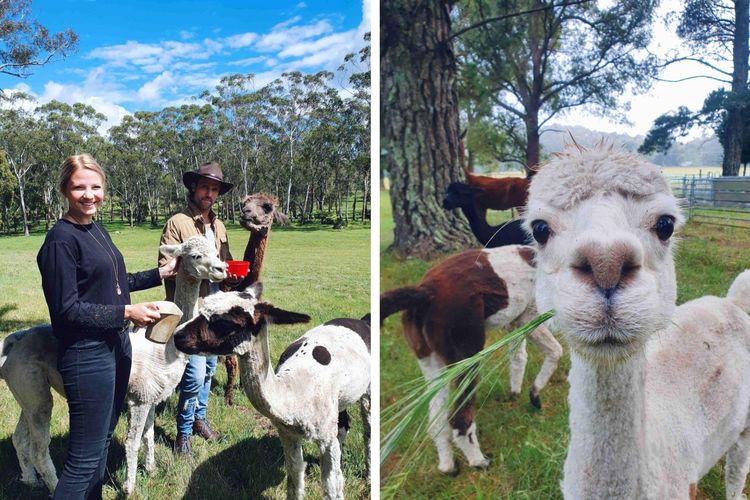 Annies Barn, Fitzroy Falls