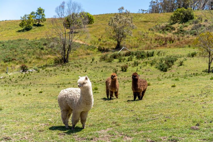 Ashby Downs, Moss Vale