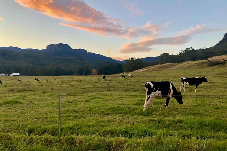 Birdsong, Kangaroo Valley